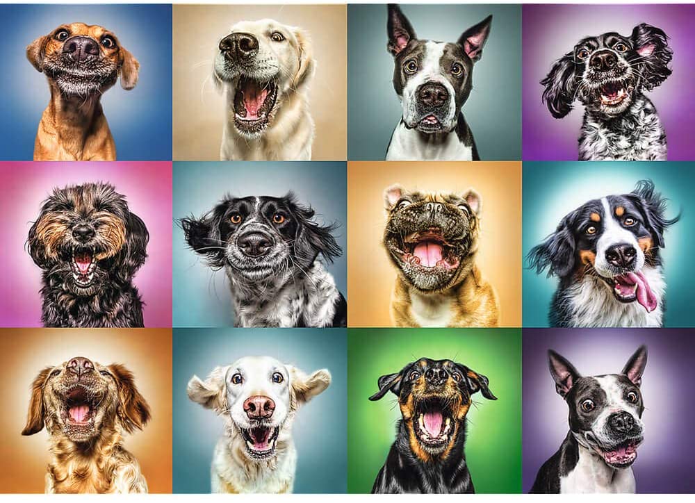Fotos de Perros: 1000 Piezas Trefl