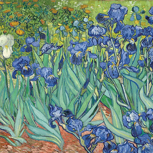 Irises (A3)