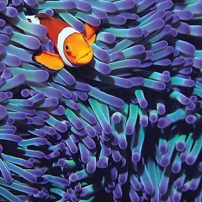 Anemone Fish