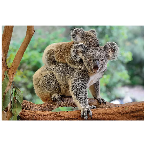Mother Koala with Baby