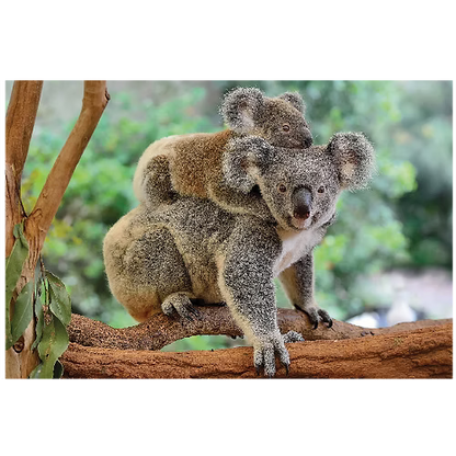 Mother Koala with Baby