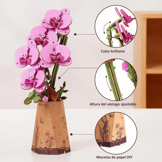 Purple Moth Orchid
